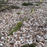 kh waldboden resilienz natur training